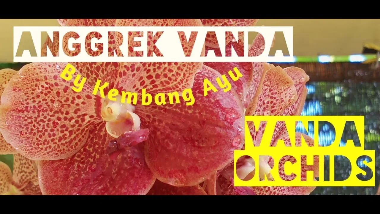 ANGGREK VANDA VANDA ORCHIDS