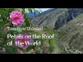 How plateau roses are empowering minority women in China