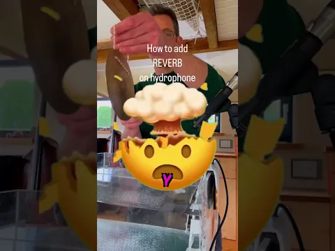 Este es el sonido de una ballena… 🐋