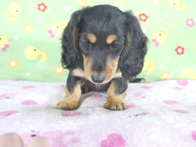 動画