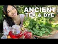 Grow This Plant For Tea Dye