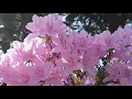 Download Lagu The Beautiful View of Flowers | Pemandangan Bunga yang Indah