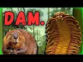 Download Lagu Could Beavers Survive the Carboniferous? | Dam strait...