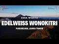 Download Lagu Bunga Abadi Edelweiss Hanya Ada Di Sini | Desa Wisata Wonokitri