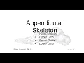 Appendicular Skeleton BIO 201 Human Anatomy Physiology I