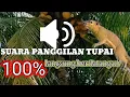 Download Lagu SUARA PIKAT TUPAI JITU🔴THE VOICE CALLS OUT FOR SQUIRRELL💯POWERFUL‼️