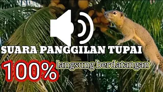 suara pikat tupai jitu the voice calls out for squirrell powerful 