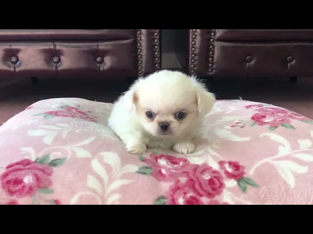 動画