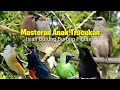 Download Lagu Masteran Handal Untuk burung TRUCUKAN || Full Isian burung fighter || SUARA JERNIH gampang masuk