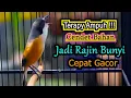 Download Lagu TERAPY AMPUH CENDET BAHAN JADI RAJIN BUNYI, PANCINGAN CENDET GACOR FULL ISIAN