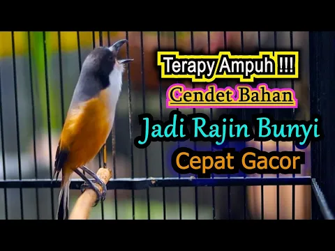 Download MP3 TERAPY AMPUH CENDET BAHAN JADI RAJIN BUNYI, PANCINGAN CENDET GACOR FULL ISIAN