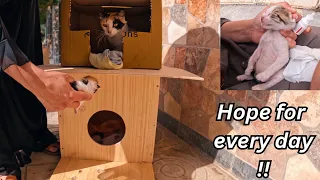 Many stray mother cats are waiting for us to help their kittens.