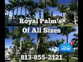 Royal Palm s Of All Sizes - Sunscape Landscape Nursery Inc