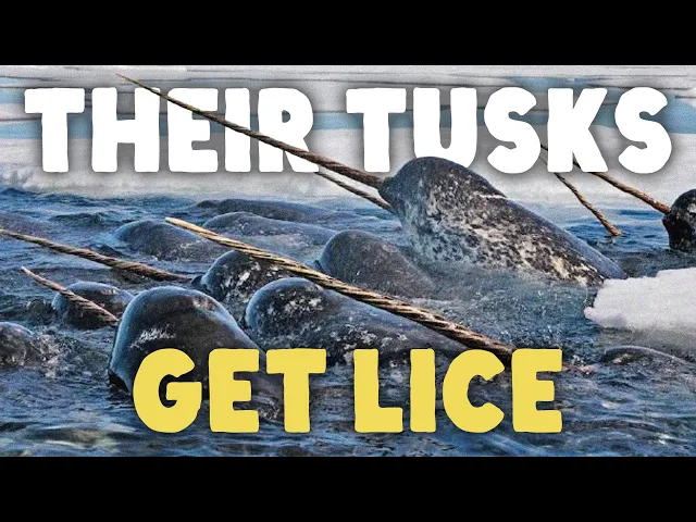 Video: What Is The Narwhal Even Doing (with its tusk)?