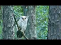 Download Lagu Our Passion for Wildlife #himalayanwildlife