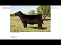 Online Livestock Judging Class 2 Angus Heifers
