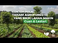 Download Lagu Contoh Pola Tanam Agroforestri yang Bikin Lahan Makin Cuan \u0026 Lestari 🌱🌳 #agroforestri 