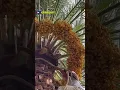 Download Lagu TERNYATA SEPERTI INI CARA TRADISIONAL PANEN KURMA DI ARAB