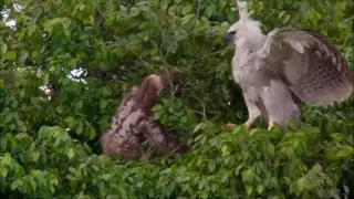 Sloth V s Young Harpy Eagle - Sloth Fights Back