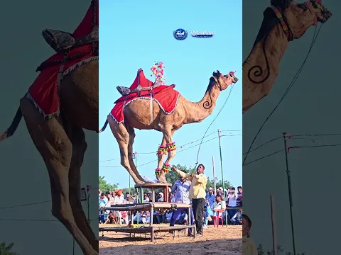 Dancing Camel Goes Viral #Camel #CamelDance #AnimalShorts #ViralShorts #Shorts #Trending #Dance