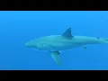8 Hours - Great White Sharks & Relaxing Music - 4K | Great Escapes