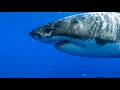 8 Hours - Great White Sharks Relaxing Music