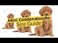 Mini Goldendoodle Size Guide 2022 Teacup Toy or Mini