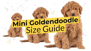 Mini Goldendoodle Size Guide 2022 Teacup Toy or Mini