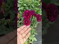 Dahlia | Mini Dahlias |Dahlia Flower #shorts #youtubeshorts #dahlias #dahliaflowers #seasonalflowers