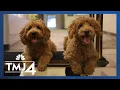 Meet the dogs who rule the lobby at this Hilton hotel