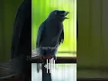 Download Lagu Masteran Burung Srigunting Abu Abu Isian Greja Tarung #masteranburung #masteranmuraibatu #birdsounds