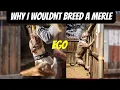 Don t get a Merle