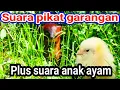 Download Lagu Suara pikat garangan super ampuh terbukti !!!