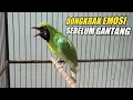 BUKTIKAN!! PANCINGAN AMPUH MENAIKAN EMOSI CUCAK IJO AGAR JAMTROK BONGKAR ISIAN SAAT LOMBA