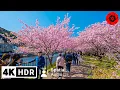 Download Lagu Best Early Sakura near Tokyo - 4K HDR - 3 hours - Japan Cherry Blossoms