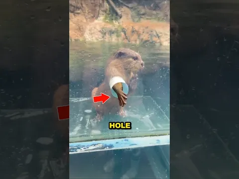 This Cute Otter Always Begs For Food