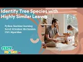 PYTHON Machine Learning Project Identify Tree Species With Highly Similar Leaves ClickMyProject