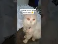 Download Lagu SiKakek nguap mulu#cat#cute#pets