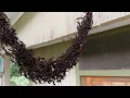 Download Lagu Army Ants Build Bridge to Invade Wasp Nest || ViralHog