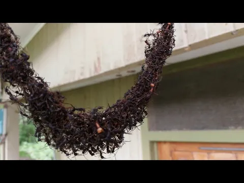 Armeijan muurahaiset rakentavat sillan ampiaispesän || ViralHog