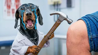 My Dog is a Doctor: The Cutest Compilation Ever!