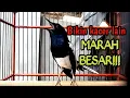 Download Lagu PANCINGAN KACER GACOR ISIAN BUKA EKOR, SEKALI DENGAR KACER APAPUN LANGSUNG EMOSI CEPAT BUNYI NEMBAK