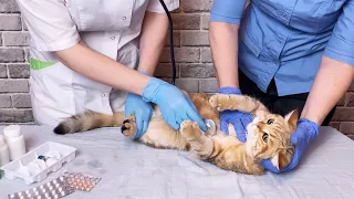 AUXILIAR DE PETSHOP E VETERINÁRIA - AULA 2