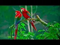 Download Lagu Sound of bird tikling | huni ng tikling