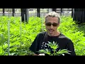 Cannabis Trimming Training Pruning Kyle Kushman Green Flower Cannabis Cultivation Course