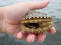 Cape San Blas Port St Joe Tours and More