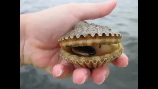 Cape San Blas Port St Joe Tours and More