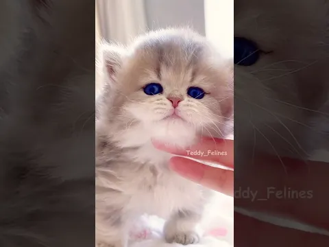 Adorable Cute Kitten Moments🧸😻💕 #cat #cute #cats #kitten