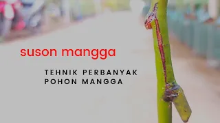 Download hasil suson mangga MP3