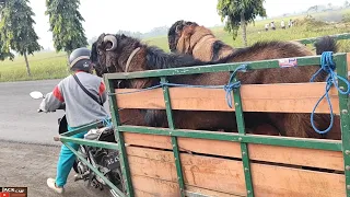 Download TAK SENGAJA KETEMU JASA KAWIN KLILENG DI JALAN MP3